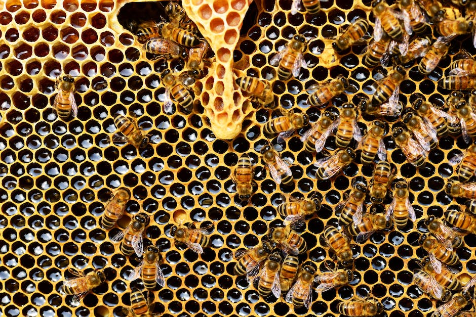  Bienenstich-Symptome bei Kindern erkennen und behandeln